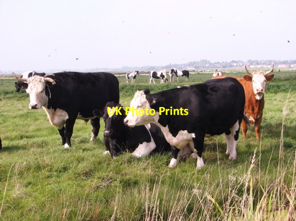 Photo 6"x4" Bullocks enjoying the autumn sunshine Lower Thurlton c2017