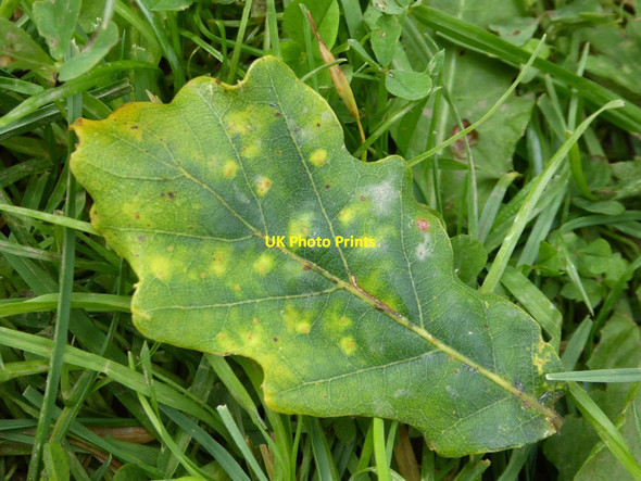 Photo 6"x4" Oak leaf Eye\/SO4963 c2017