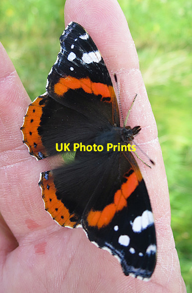 Photo 6"x4" Red Admiral (Vanessa atalanta) Port Logan c2017