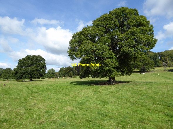 Photo 6"x4" Trees in Berrington Park Ashton\/SO5164 c2017