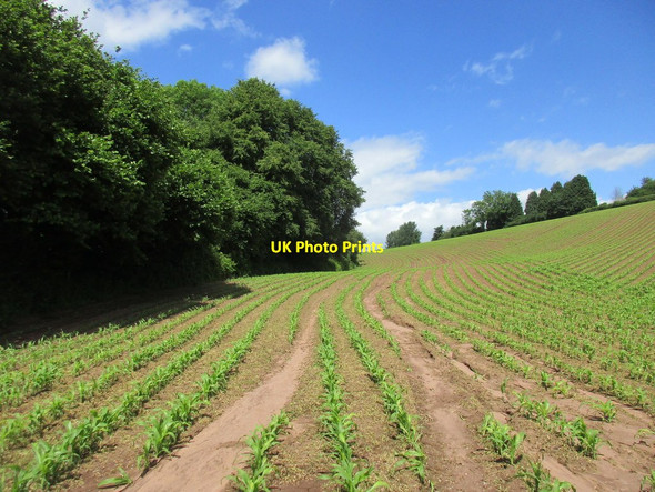 Photo 6"x4" Sweetcorn between Abenhall and Mitcheldean Plump Hill c2017