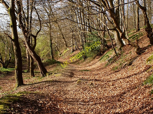 Photo 6"x4" Cinderford Brook Path, Forest of Dean Ruspidge c2009