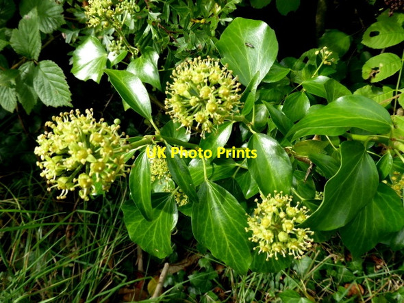 Photo 6"x4" Ivy plant, Scarvagherin Castlederg c2017