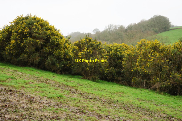 Photo 6"x4" Gorse in a Field Woodland Head c2017