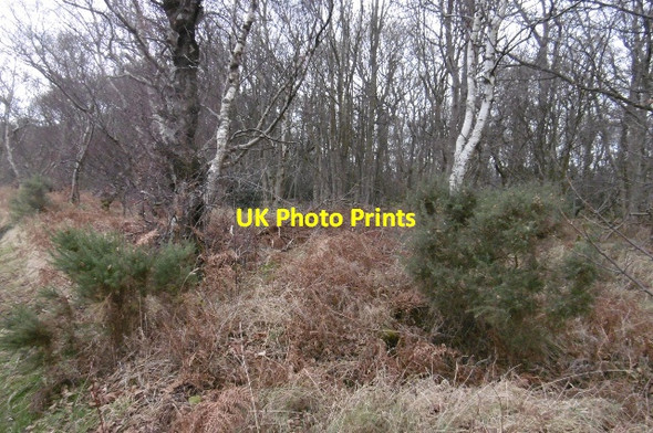 Photo 6"x4" Scarhill Wood Gifford c2016