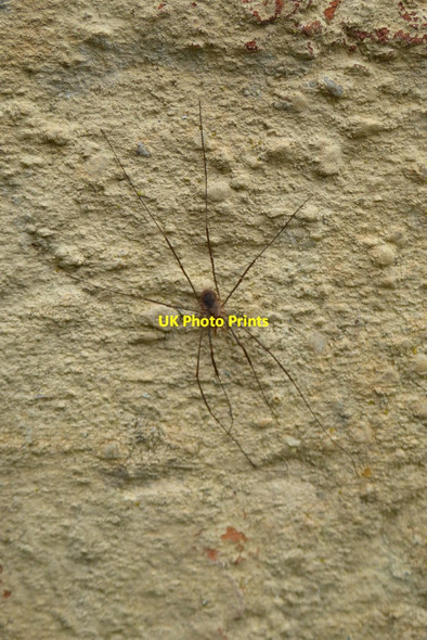 Photo 6"x4" A spider in Croome Park Dunstall Common c2017