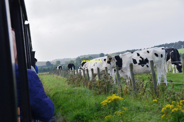 Photo 6"x4" Cows by the railway near Etal Crookham\/NT9138 c2017
