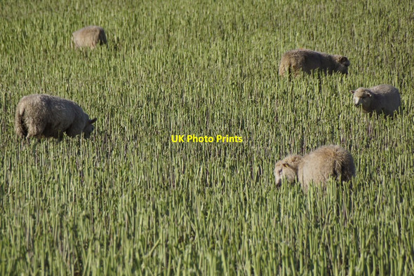 Photo 6"x4" Sheep in a crop at Houlland, Baltasound Baliasta\/HP6009 c2017