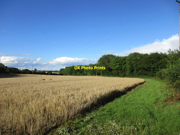 Photo 6"x4" Wheatfield near Lower Lemington Lower Lemington c2017