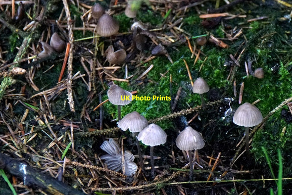 Photo 6"x4" Toadstools at Trolla Water, Baltasound Baliasta\/HP6009 c2017