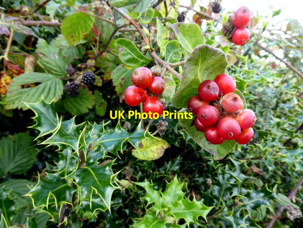 Photo 6"x4" Holly, blackberries and honeysuckle berries Drumquin c2017