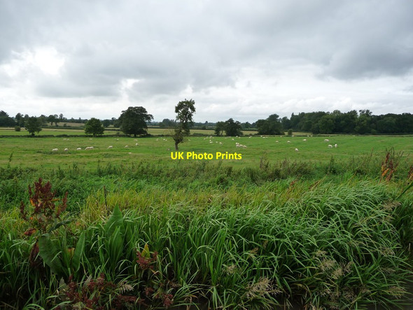 Photo 6"x4" Sheep grazing a ridge and furrow field, north of Wistow Newton Harcourt c2017