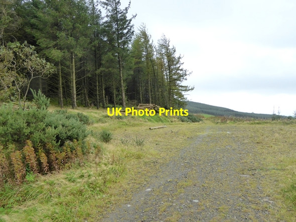 Photo 6"x4" Forest track below Loughanleagh Bailieborough c2017