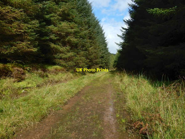 Photo 6"x4" Forestry track Craigendoran c2017