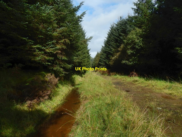 Photo 6"x4" Forestry track Craigendoran c2017