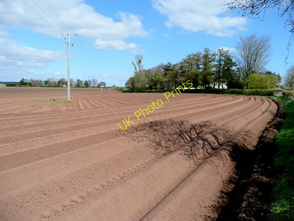 Photo 6"x4" Potato field near Bromsash 2 Bromsash c2009