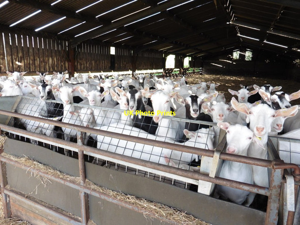 Photo 6"x4" Intensive Goat herd, Childhay Burstock c2017