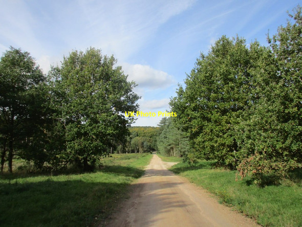 Photo 6"x4" Track in Clipstone Forest Bilsthorpe c2017
