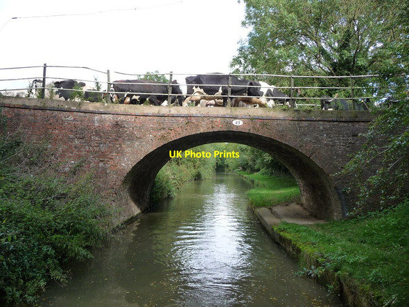 Photo 6"x4" Milking time at Bridge 49 Husbands Bosworth c2017