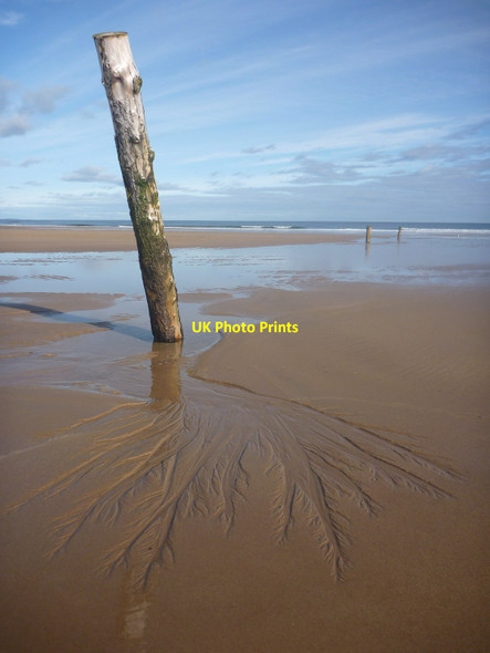 Photo 6"x4" Coastal East Lothian : Taken Root West Barns c2017