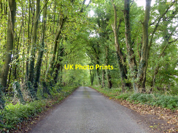 Photo 6"x4" Brabourne Lane Pett Bottom\/TR1143 c2017