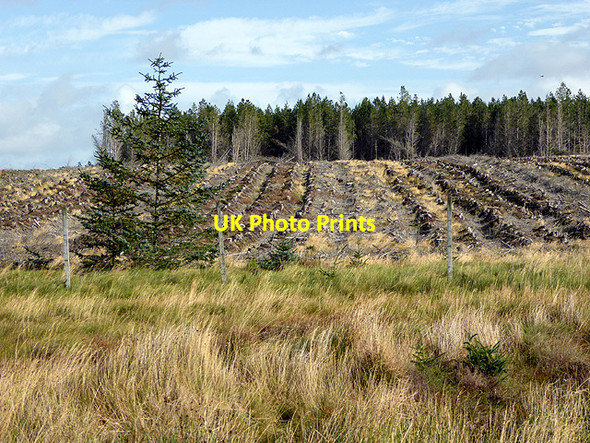 Photo 6"x4" Forestry clear-fell near Loch Gaineimh Lochan Dubh nan Geodh c2017