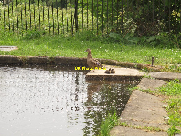 Photo 6"x4" Duck with two ducklings Pont Cysyllte c2017
