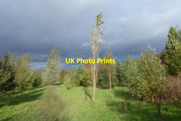 Photo 6"x4" Birch trees near the Pinewoods Harrogate c2017