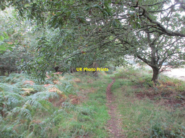 Photo 6"x4" Unofficial woodland path Bilsthorpe c2017