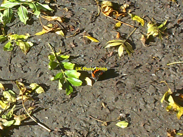 Photo 6"x4" Red Admiral on the Path Orton\/SO8695 c2017