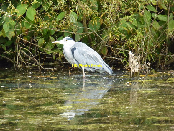 Photo 6"x4" Heron in Prior Park Bath\/ST7464 c2017