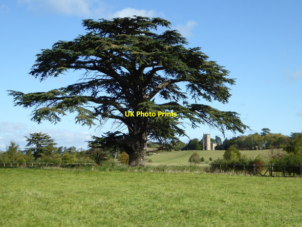 Photo 6"x4" A cedar tree in Croome Park Dunstall Common c2017