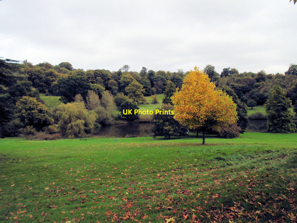 Photo 6"x4" Trees at Chartwell French Street c2017