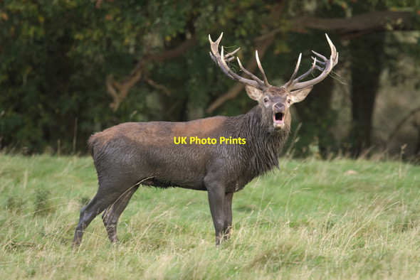 Photo 6"x4" Bellowing Stag, North Park, Harewood Harewood\/SE3245 c2017