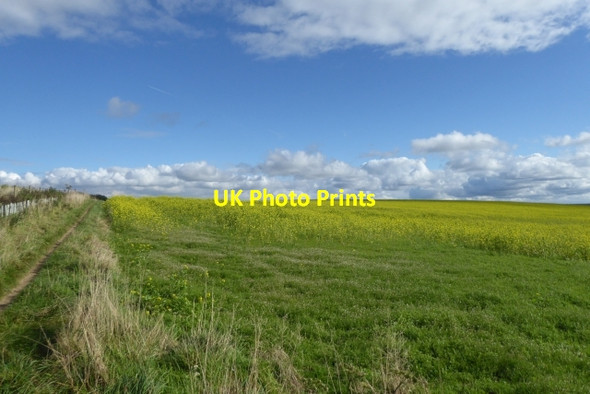 Photo 6"x4" Bridleway and rape field Boltby c2017
