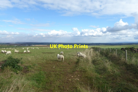 Photo 6"x4" Sheep next to Cleveland Road Boltby c2017