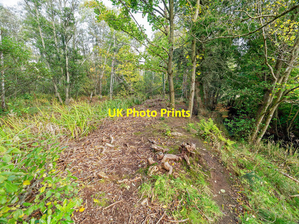 Photo 6"x4" Riverbank by the Rosehaugh Burn Avoch c2017