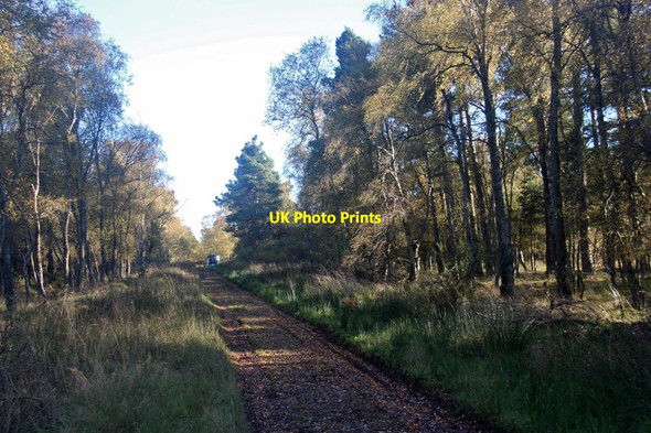Photo 6"x4" Woodland track at Westmuir Findo Gask c2017
