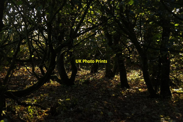 Photo 6"x4" Autumn light in the plantation at Halligarth, Baltasound Baltasound c2017