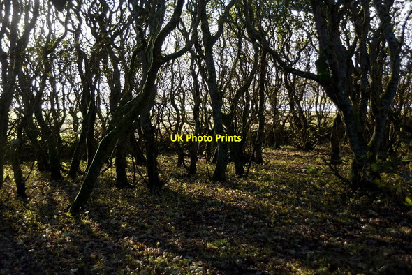 Photo 6"x4" The plantation at Halligarth, Baltasound Baltasound c2017