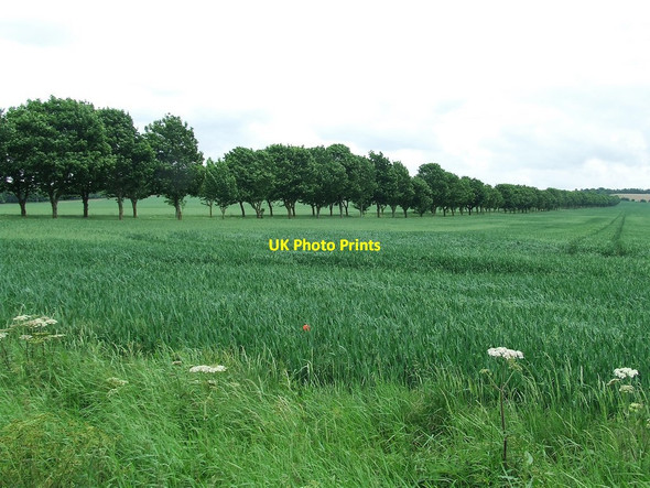 Photo 6"x4" Line Of Trees Flint Cross c2017