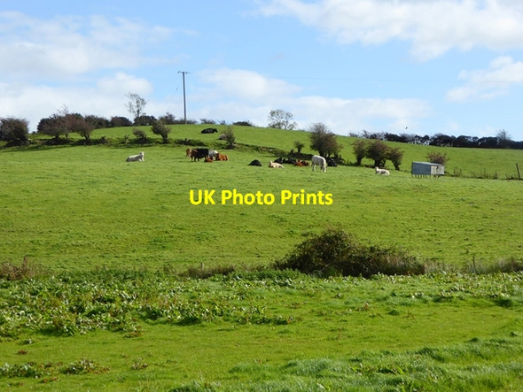 Photo 6"x4" Cattle at Muff Kingscourt\/N7895 c2017