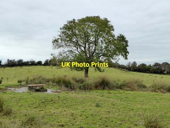 Photo 6"x4" Tree and drinking trough, Derrynure Drumeague c2017