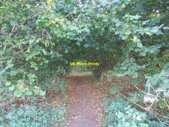 Photo 6"x4" Path into Southgate Spinney South Rauceby c2017