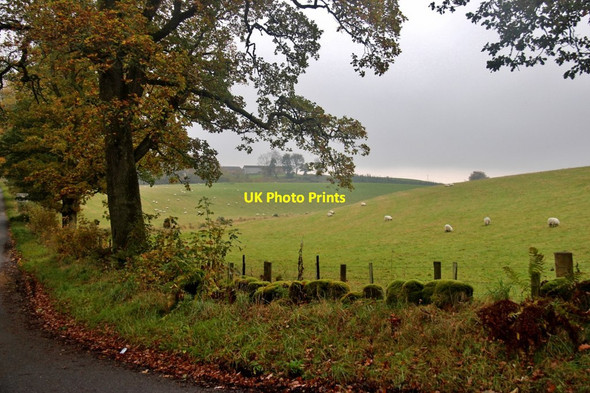 Photo 6"x4" Pasture at Drumharrow Methven c2017