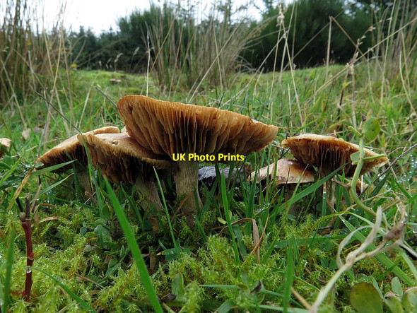 Photo 6"x4" Fungi, Ladycross Bank Quarry Dukesfield\/NY9457 c2017