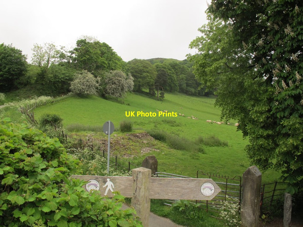 Photo 6"x4" Sheep in a field above Llangollen Llangollen c2017