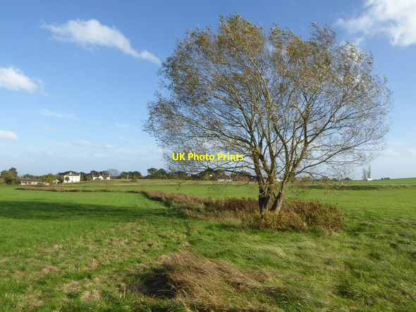 Photo 6"x4" Windswept tree on Malvern Common Great Malvern c2017