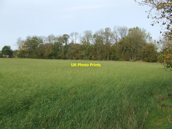 Photo 6"x4" Parish Acre Cole Green\/TL4331 c2017