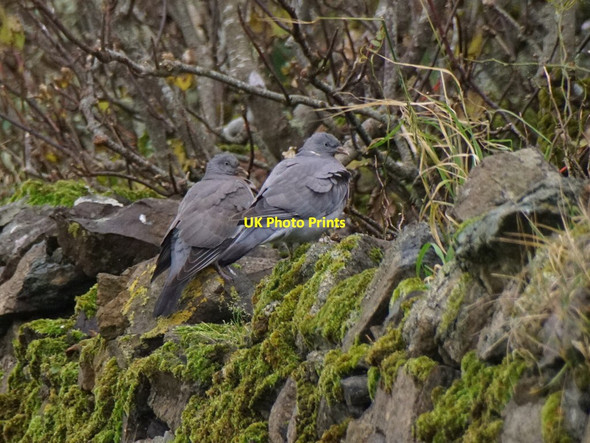 Photo 6"x4" Wood Pigeons (Columba palumbus), Baltasound Baliasta\/HP6009 c2017